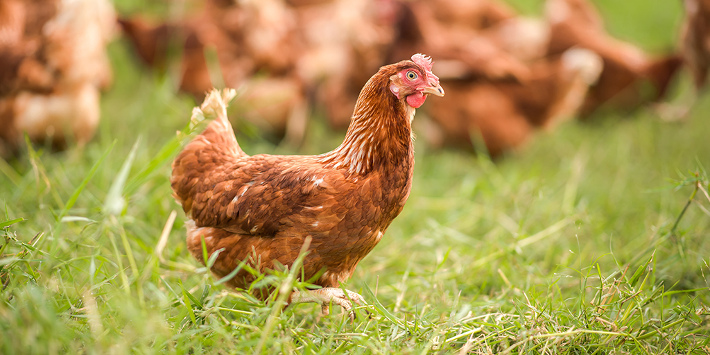 Genetics insights in chickens could tackle food poisoning