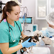 Vets respond to legislative reform plans