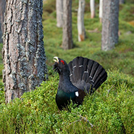 RZSS genetic research to help save capercaillie birds