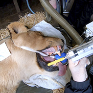 Novel device helps lion through dental surgery