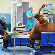 Anaesthetists sought for study into equine mortality