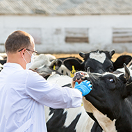  Vets respond to government's TB control strategy