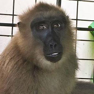 Wildlife charity assisting in rescue of macaque