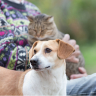 Vets asked to opt-in to Scottish SPCA fostering programme