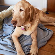 Canine Cruciate Registry launched by RCVS Knowledge