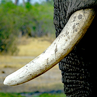 Government consulting on expansion of 2018 Ivory Act 