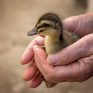 Born Free launches portal for wildlife care resources
