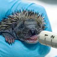 Scottish SPCA appeals for help with 'hungry hoglets'