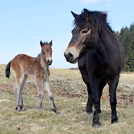 Exmoor ponies introduced to Cochno Farm