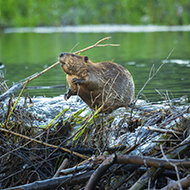 Consultation launched on the reintroduction of beavers in England