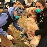 Veterinary Emergency Team set up in California