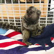 Baby marmoset rescued by RSPCA