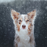 International Pet Photographer of the Year
