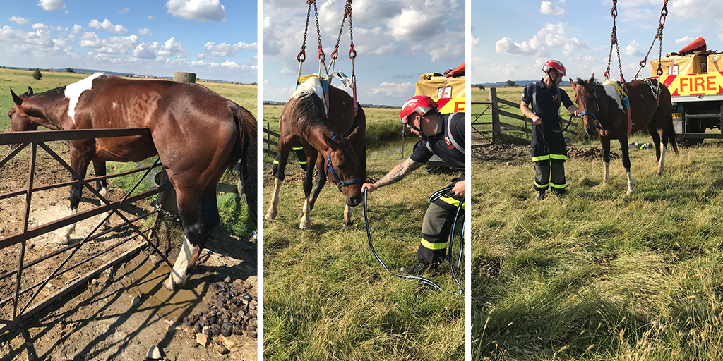 Stuck stallion gets rescued after gate mishap