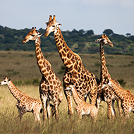 Study suggests giraffe are 'socially complex'
