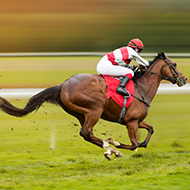 Collaboration uses magnetic resonance imaging in racehorse heath study
