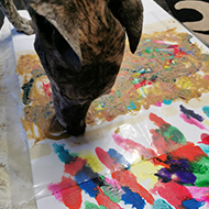 Rescue dogs create artwork for fundraiser
