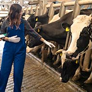 Nominations open for Young Dairy Vet of the Year 2022