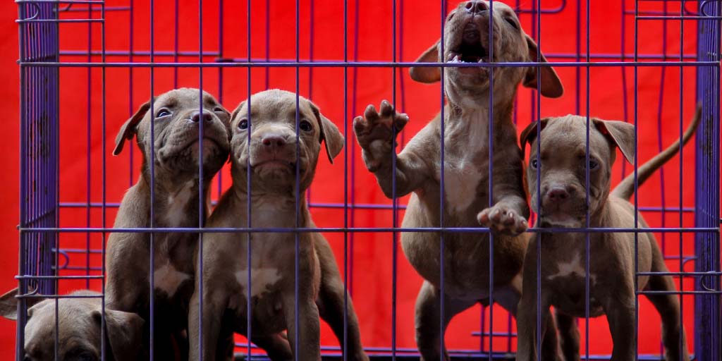 Veterinary Community – serving the veterinary community