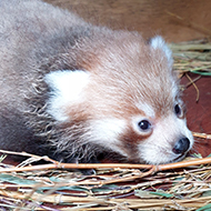 Red panda kit born at Edinburgh Zoo 