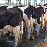 Bovine mastitis research receives funding boost