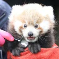 Zookeepers name red panda kit 