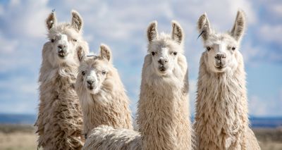 Llama antibodies show