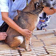 Surrey vets announce collaboration to end rabies