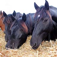 Publication to help mitigate spread of the equine disease