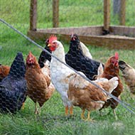 Avian influenza confirmed in Worcestershire