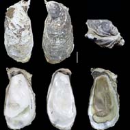 Project underway to protect new oyster species