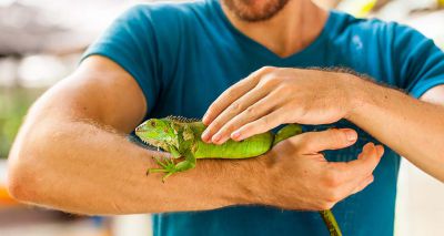 Exotic pets go under the spotlight at BVNA Congress