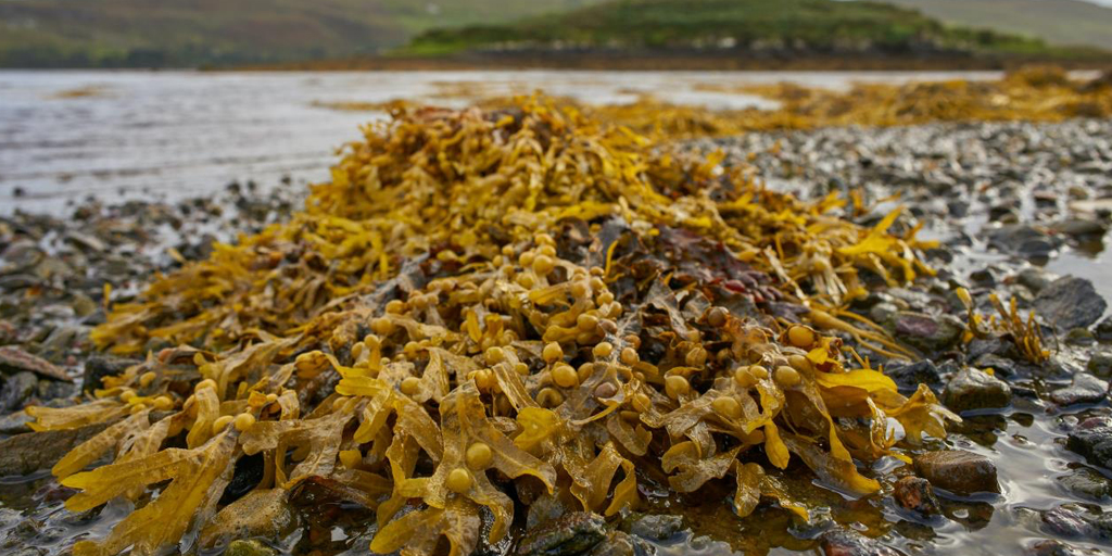 Seaweed supplements to be trialled to reduce livestock methane emissions