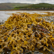 Seaweed supplements to be trialled to reduce livestock methane emissions
