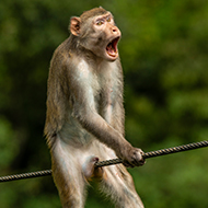Winners revealed for Comedy Wildlife Photography Awards