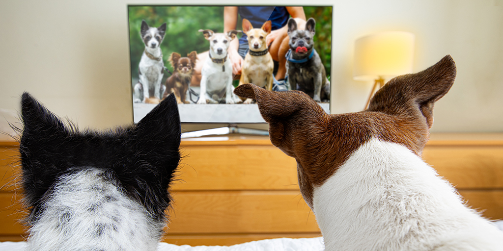 TV channel for dogs launched