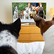 TV channel for dogs launched