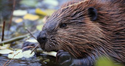 Scottish beavers to be 'translocated' to boost population