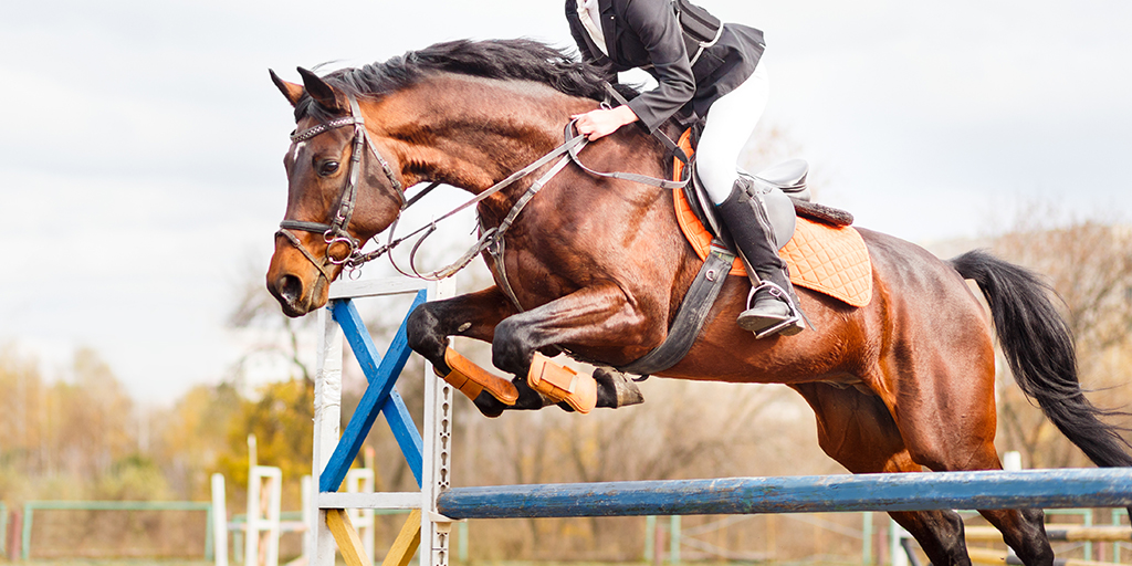 Ethical framework for equine sport revealed