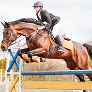 Ethical framework for equine sport revealed
