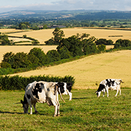 Farm vets to launch sustainability policy