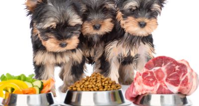 Puppyhood diet a 'significant factor' in allergy development
