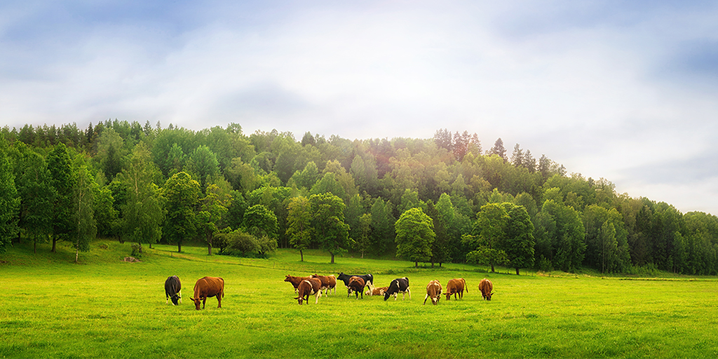 Governments pledge action and investment for sustainable farming at COP26