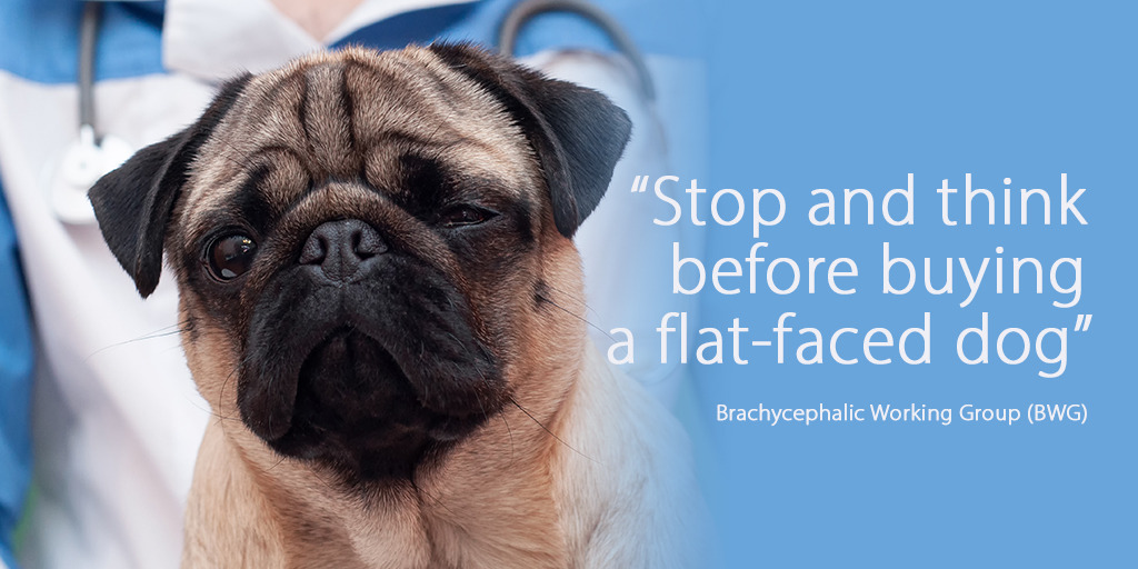 Dog lovers urged to avoid buying 'flat faced' breeds for Christmas