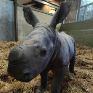 Rare southern white rhino born in Suffolk