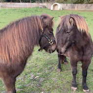 Sweet rescue ponies in joyous reunion