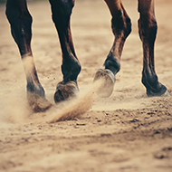 Equine study reveals insights into hoof-ground interactions