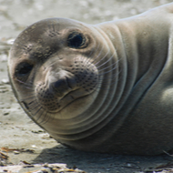Mother elephant seals recognise own pup's voice