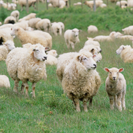 Topics released for SRUC Sheep Conference