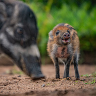 Conservationists hail arrival of Visayan warty piglet